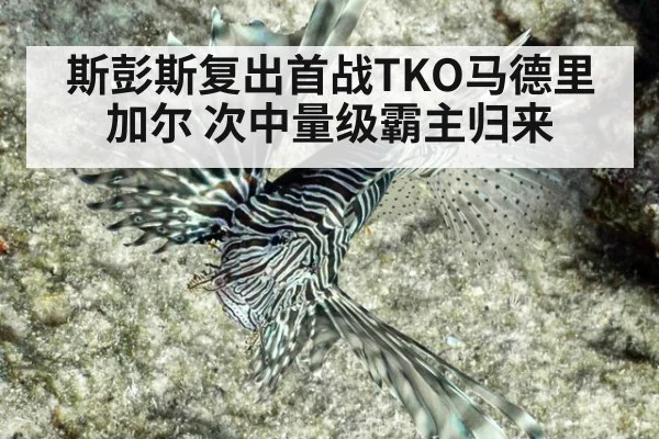 斯彭斯复出首战TKO马德里加尔 次中量级霸主归来